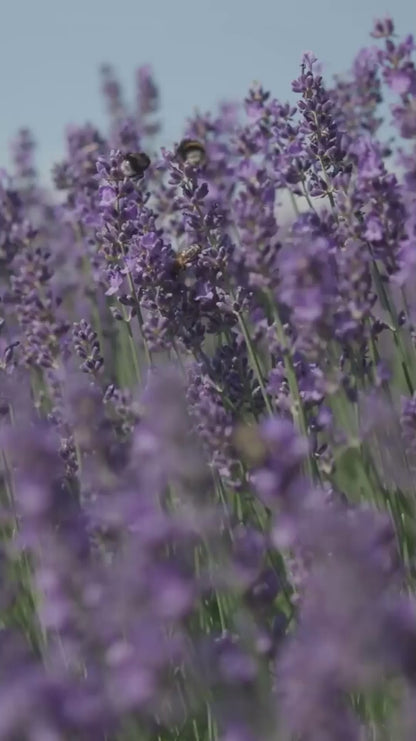 Lavender Essential Oil – Pure Aromatherapy, Hair & Skin Wellness, Stress Relief